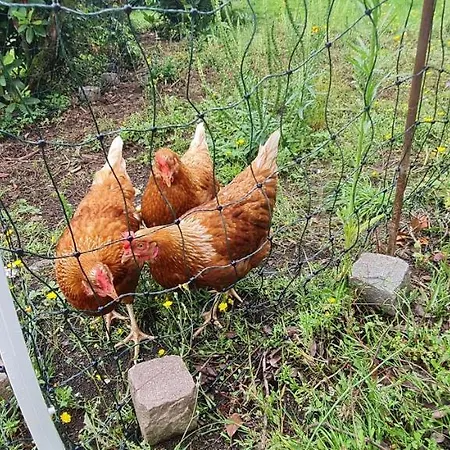 Im Grünen Heppenheim (Bergstrasse)